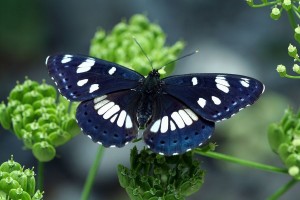 Limenitis reducta.jpg