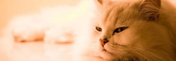 persian-cat.jpg