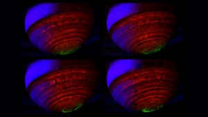 Kolejne zdjęcia zorzy polarnej na Saturnie widzianej kosmicznym teleskopem Hubble5.jpg