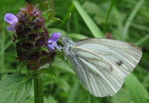 Bielinek-rzepnik-[Pieris-rapae].jpg