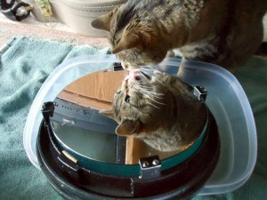Cat-licking-mirror-Richie-Townsend-1024x768.jpg